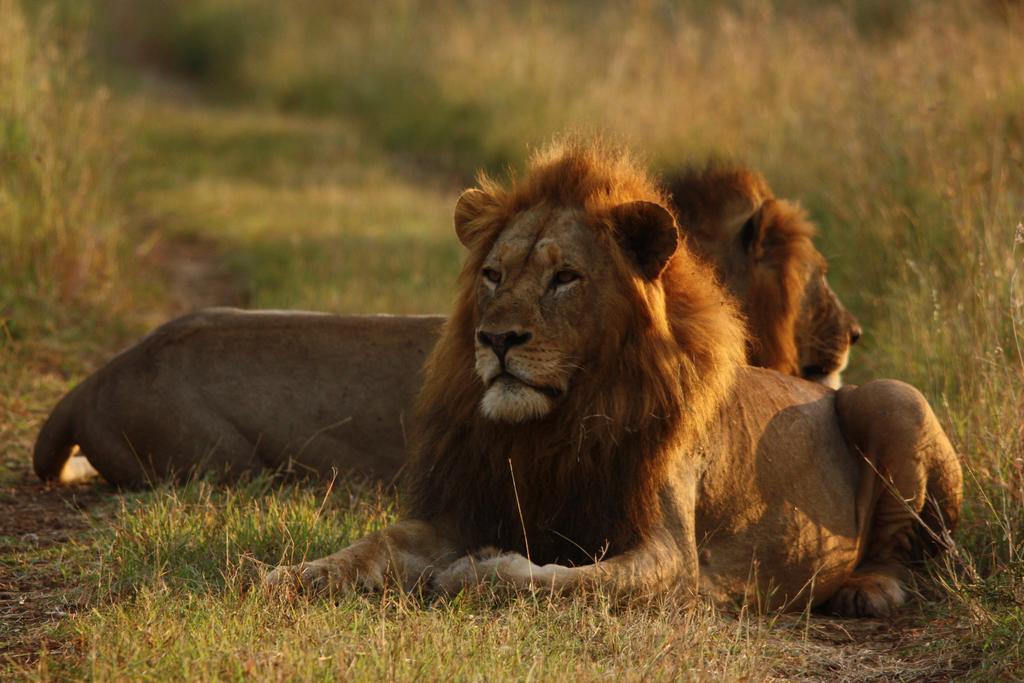 Leopard Mountain Safari Lodge Manyoni Private Game Reserve Eksteriør billede