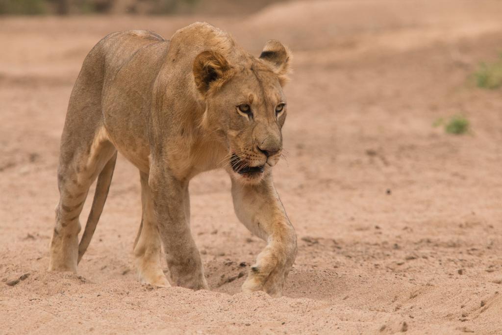 Leopard Mountain Safari Lodge Manyoni Private Game Reserve Eksteriør billede