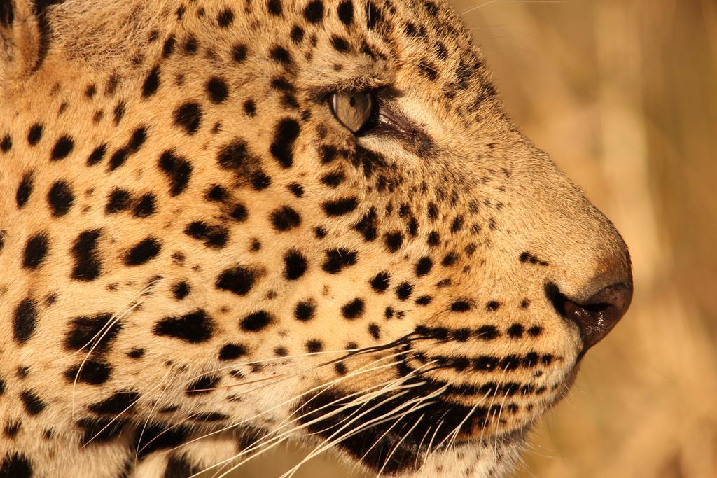 Leopard Mountain Safari Lodge Manyoni Private Game Reserve Eksteriør billede